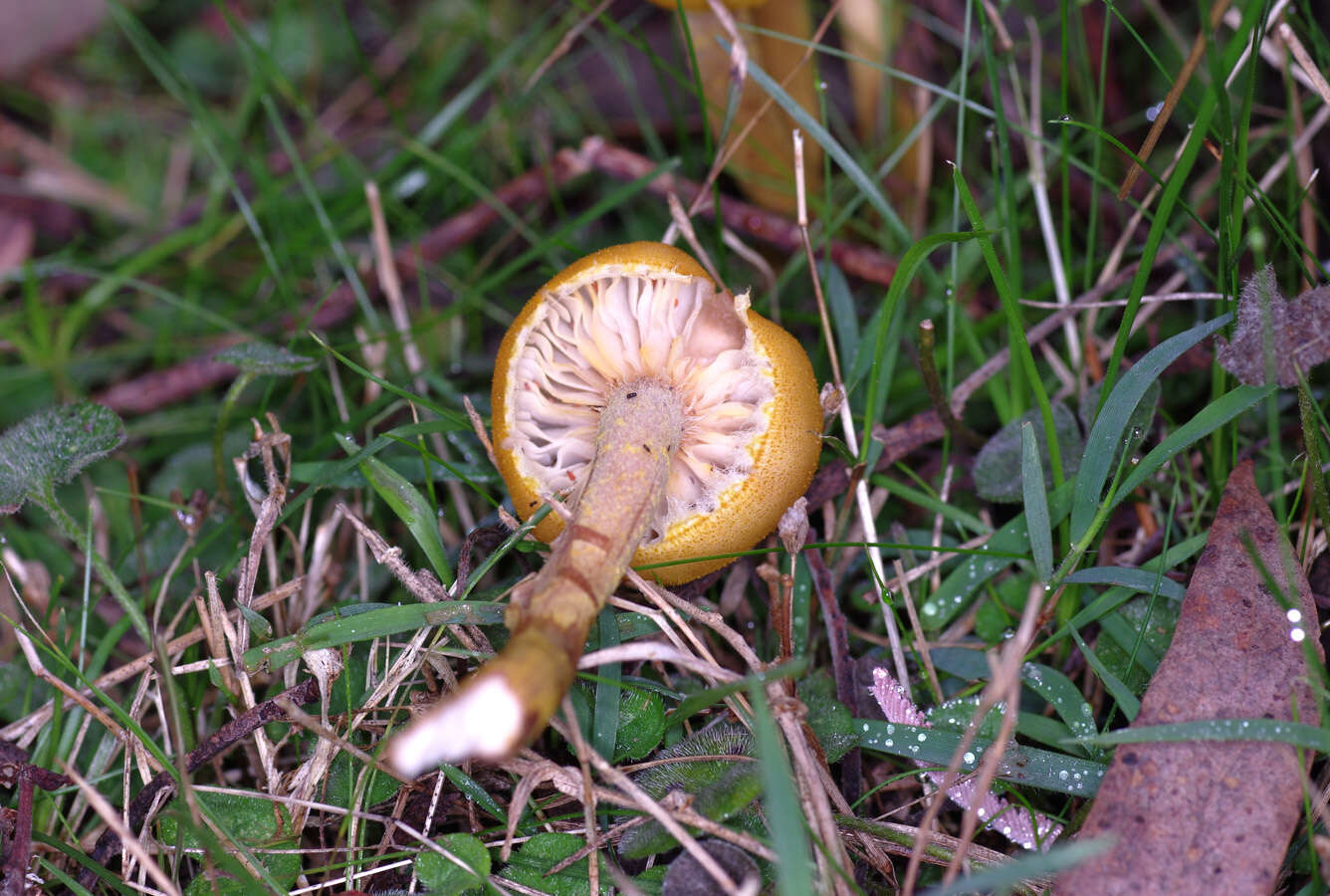 Image of Armillaria luteobubalina Watling & Kile 1978