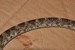 Siphlophis longicaudatus (Andersson 1901) resmi