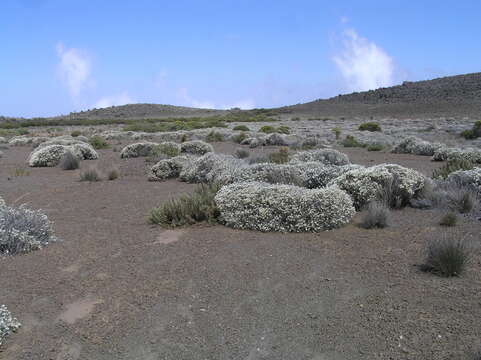 Image of Helichrysum newii Oliv. & Hiern