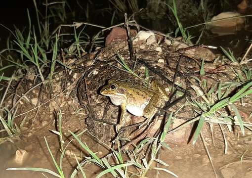 Image of Striped Burrowing Frog