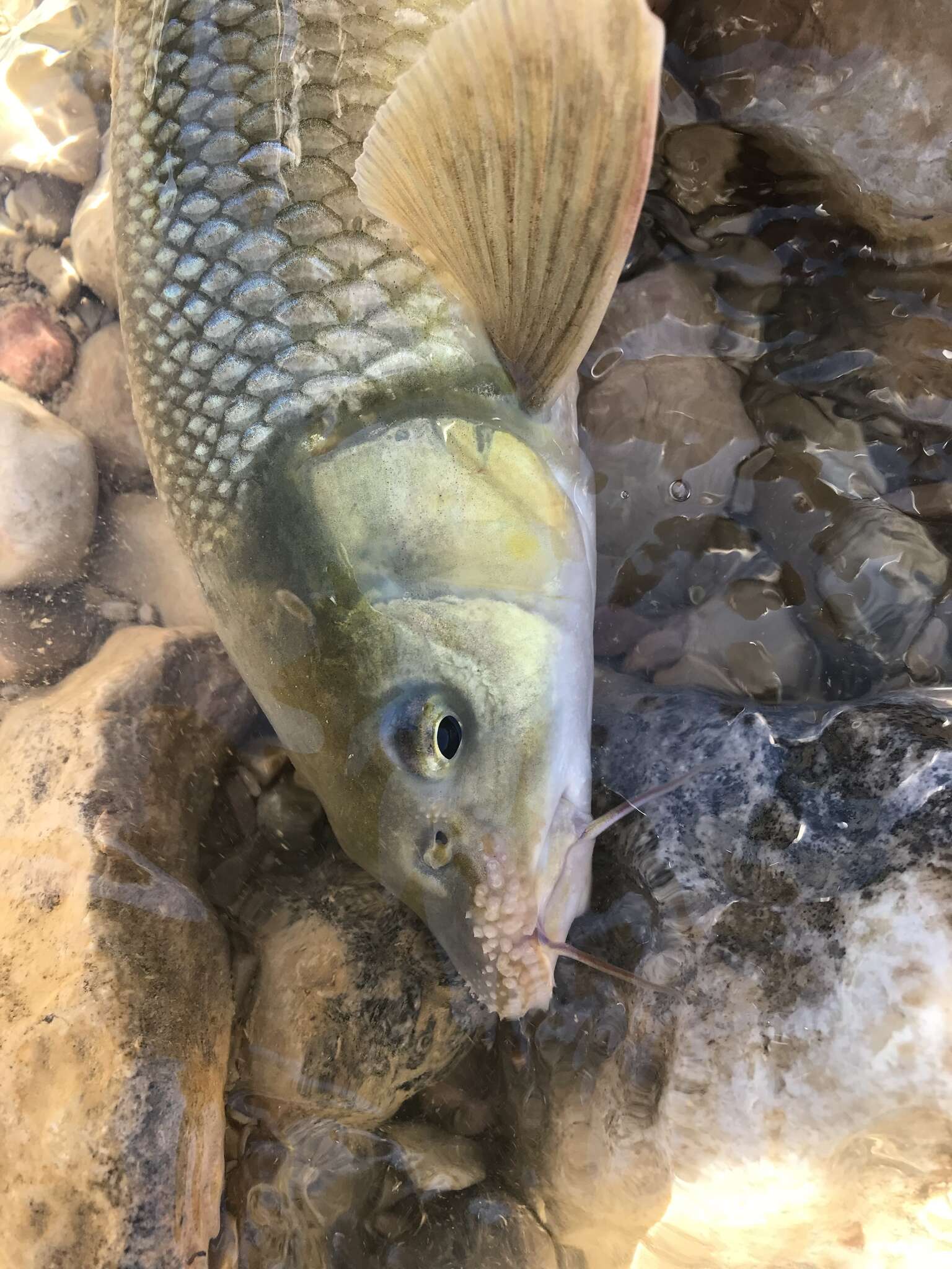 Image of Ebro Barbel