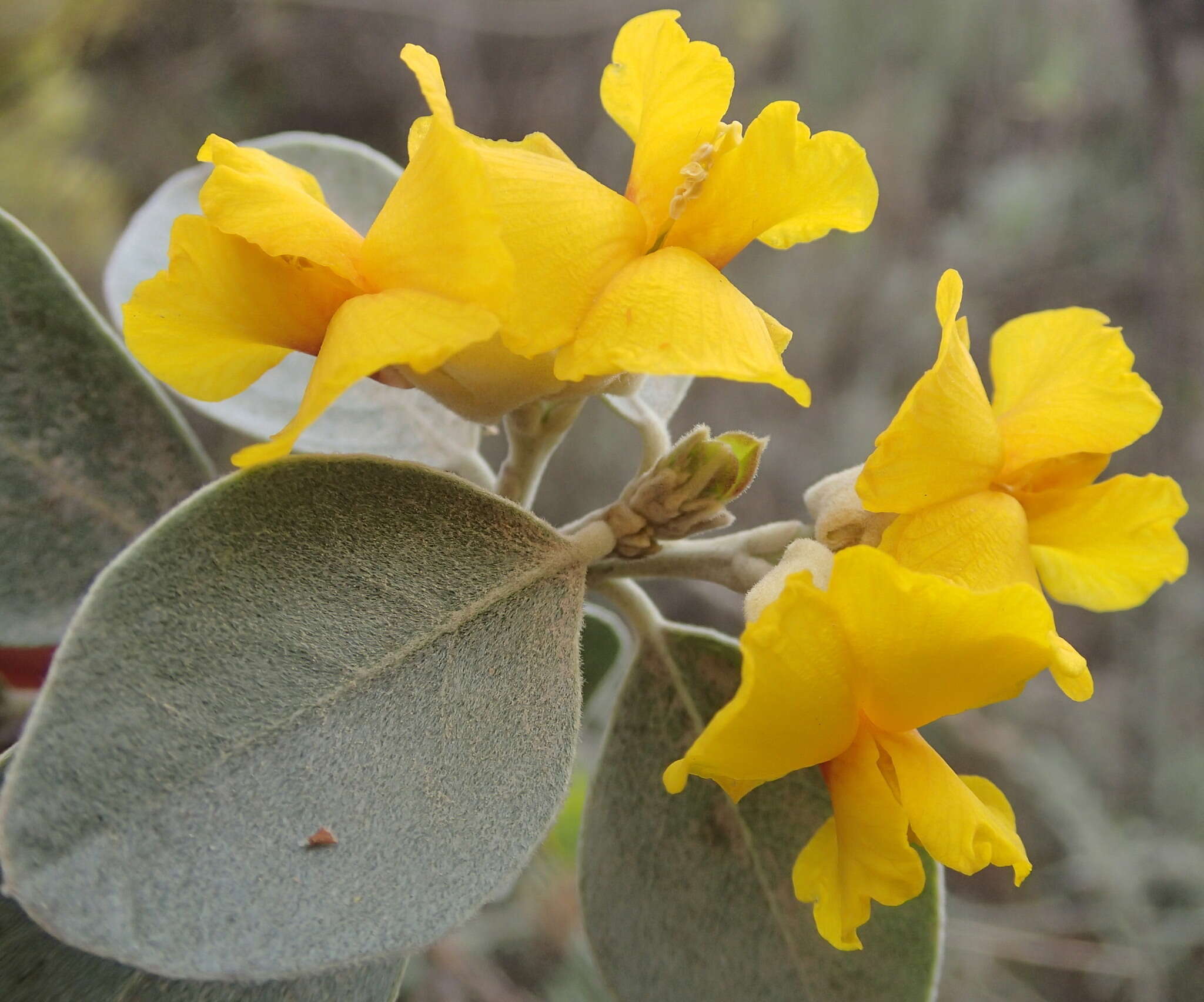 Stirtonanthus taylorianus (L. Bolus) B.-E. van Wyk & A. L. Schutte的圖片