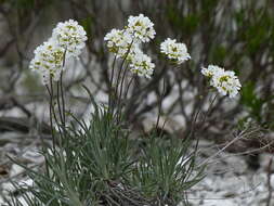 Image of Schivereckia podolica (Besser) Andrz.