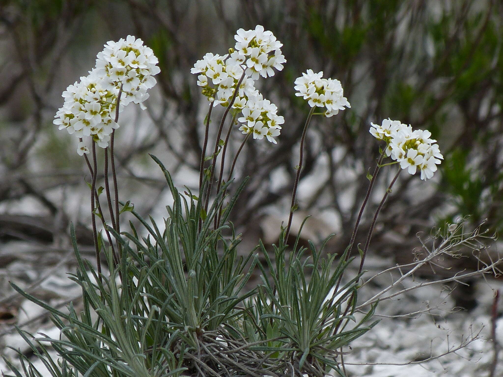 Image of Schivereckia podolica (Besser) Andrz.