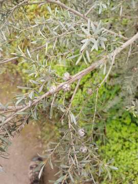 Sivun Leptospermum lanigerum (Ait.) Sm. kuva