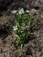 Image of Great Basin Calico-Flower