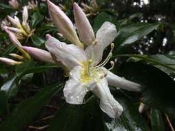 Image of Rhododendron latoucheae Franch.