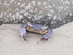 Image of Cuban stone crab