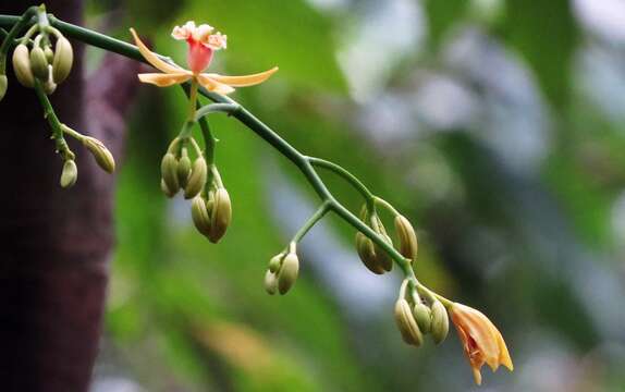 Image of Pseudovanilla foliata (F. Muell.) Garay