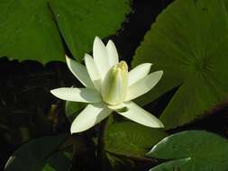 Image de Lotus tigré