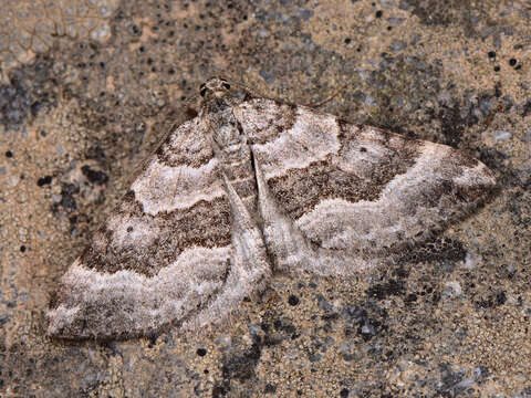 Image of Scotopteryx vicinaria Duponchel