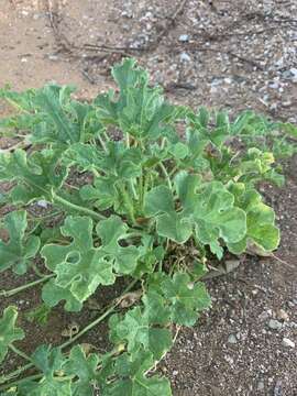 Image of gooseberry gourd