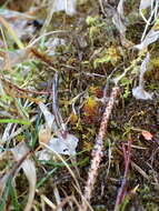 Image of giant geheebia moss