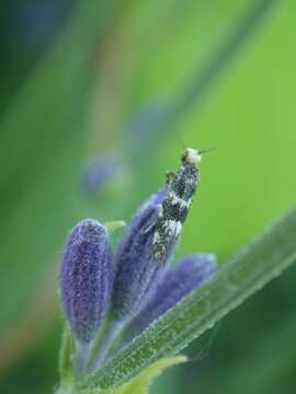 Image of Infurcitinea teriolella (Amsel 1954)