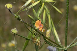 Image of annual vetchling