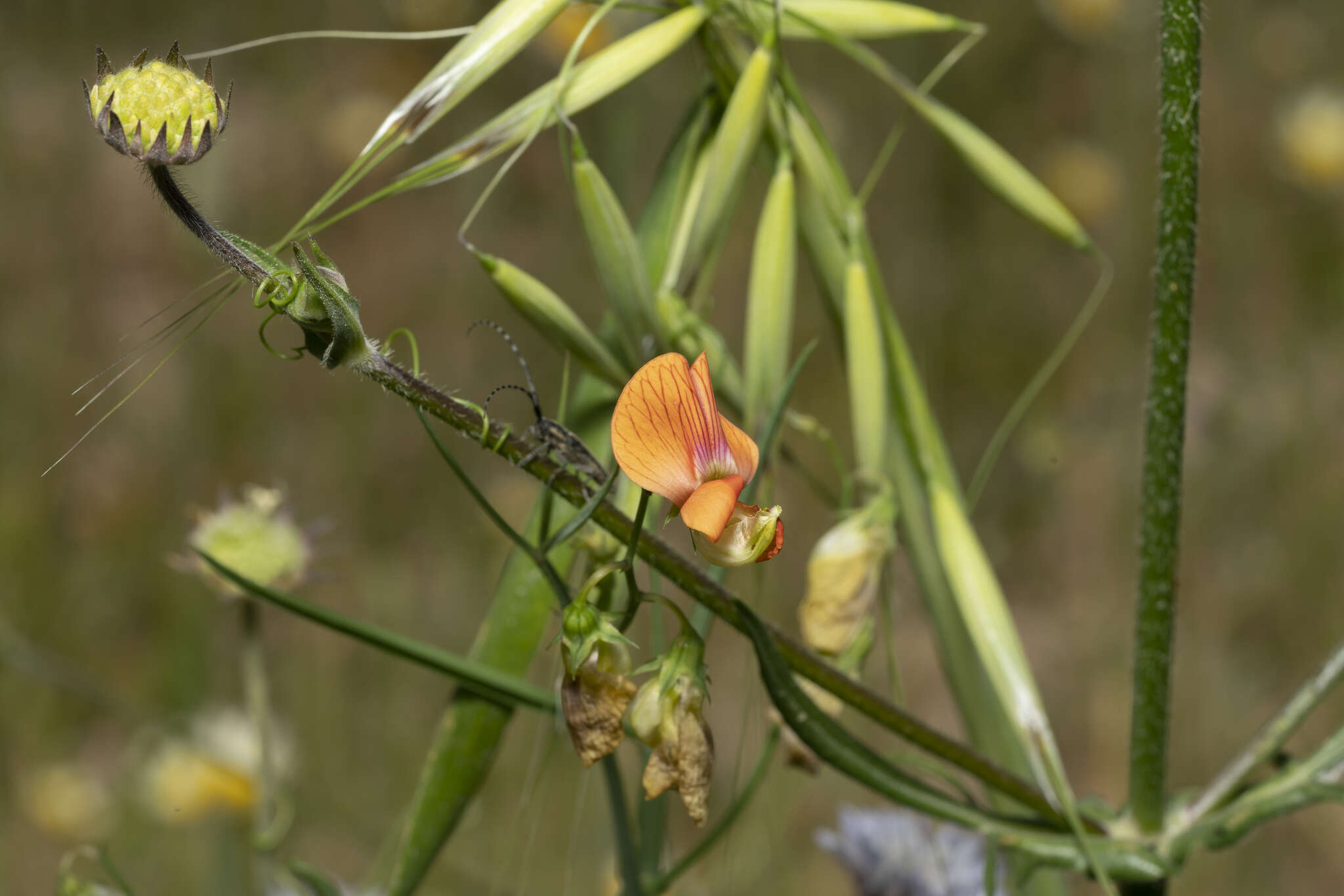 Imagem de Lathyrus annuus L.