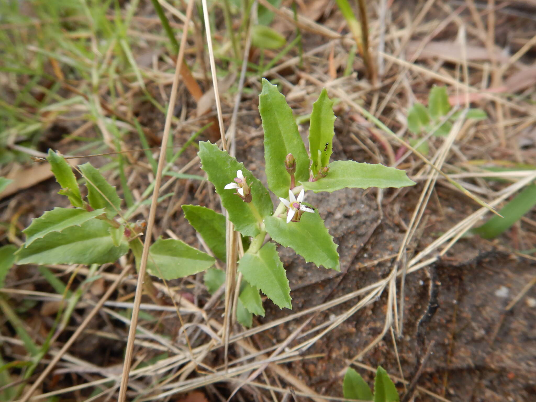 Image of Lobelia concolor R. Br.