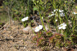 Image de Drosera stolonifera Endl.