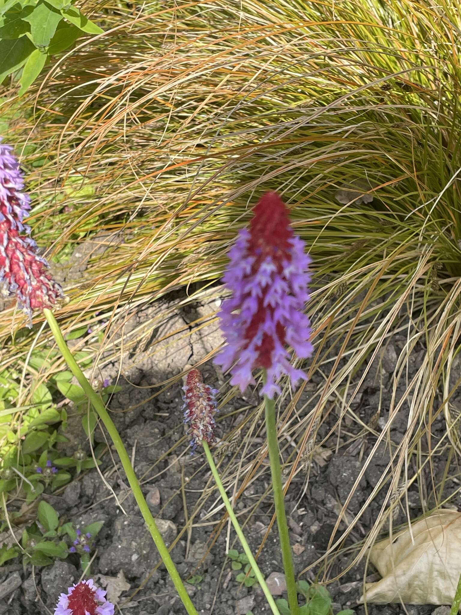 Image of Primula vialii Delavay ex Franch.