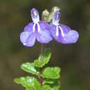 Image of Salvia chazaroana B. L. Turner