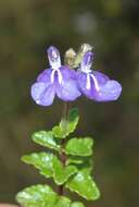 Image de Salvia chazaroana B. L. Turner