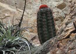 Sivun Melocactus bellavistensis subsp. onychacanthus (F. Ritter) N. P. Taylor kuva