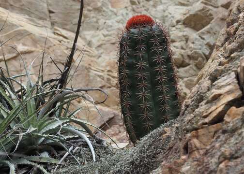 Image of Melocactus bellavistensis Rauh & Backeb.