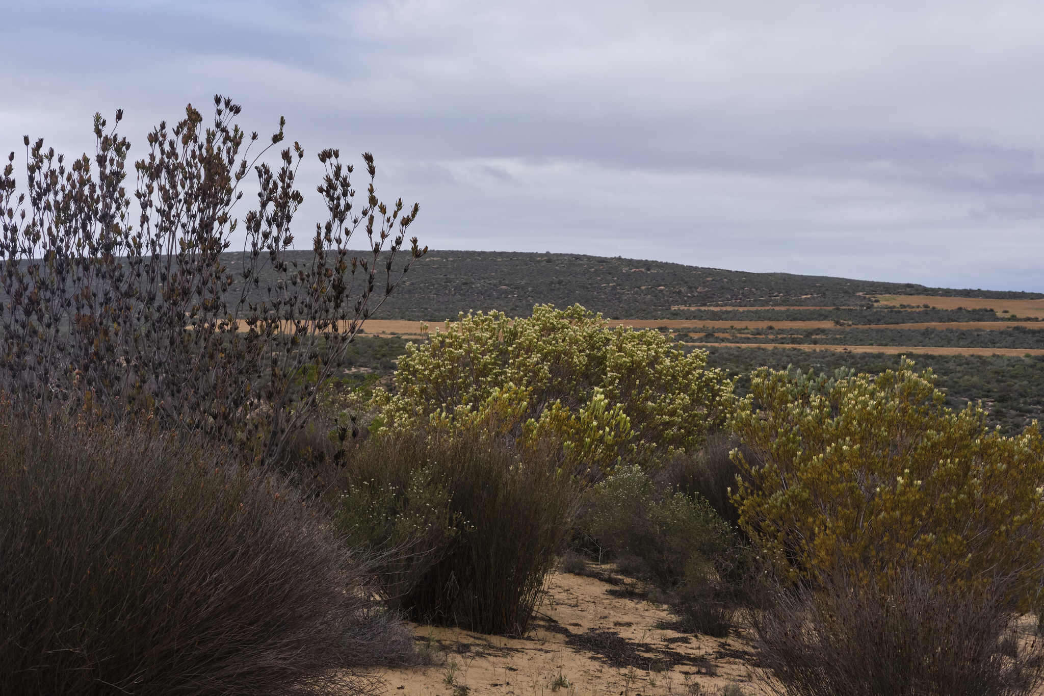 Image of Ivory conebush