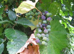 Imagem de Vitis riparia Michx.