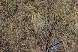 Image of drooping she-oak