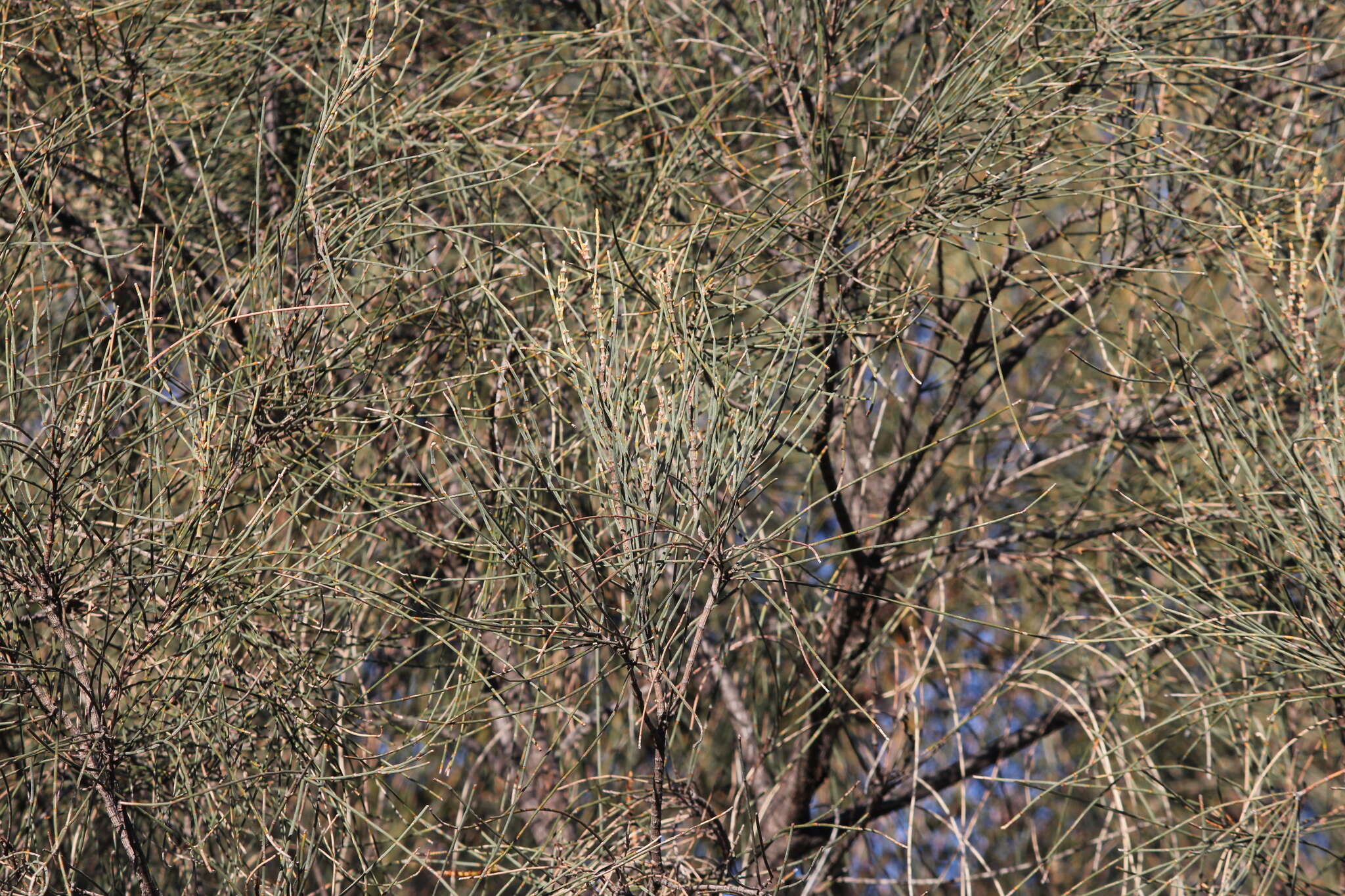 Imagem de Allocasuarina verticillata (Lam.) L. A. S. Johnson