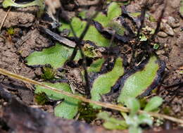 Image of Asterella drummondii (Taylor) R. M. Schust. ex D. G. Long