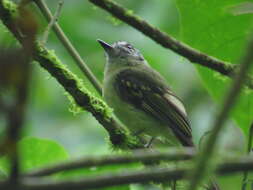 Image of Slaty-capped Flycatcher