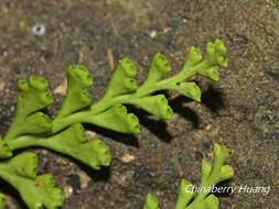 Image de Odontosoria biflora (Kaulf.) C. Chr.