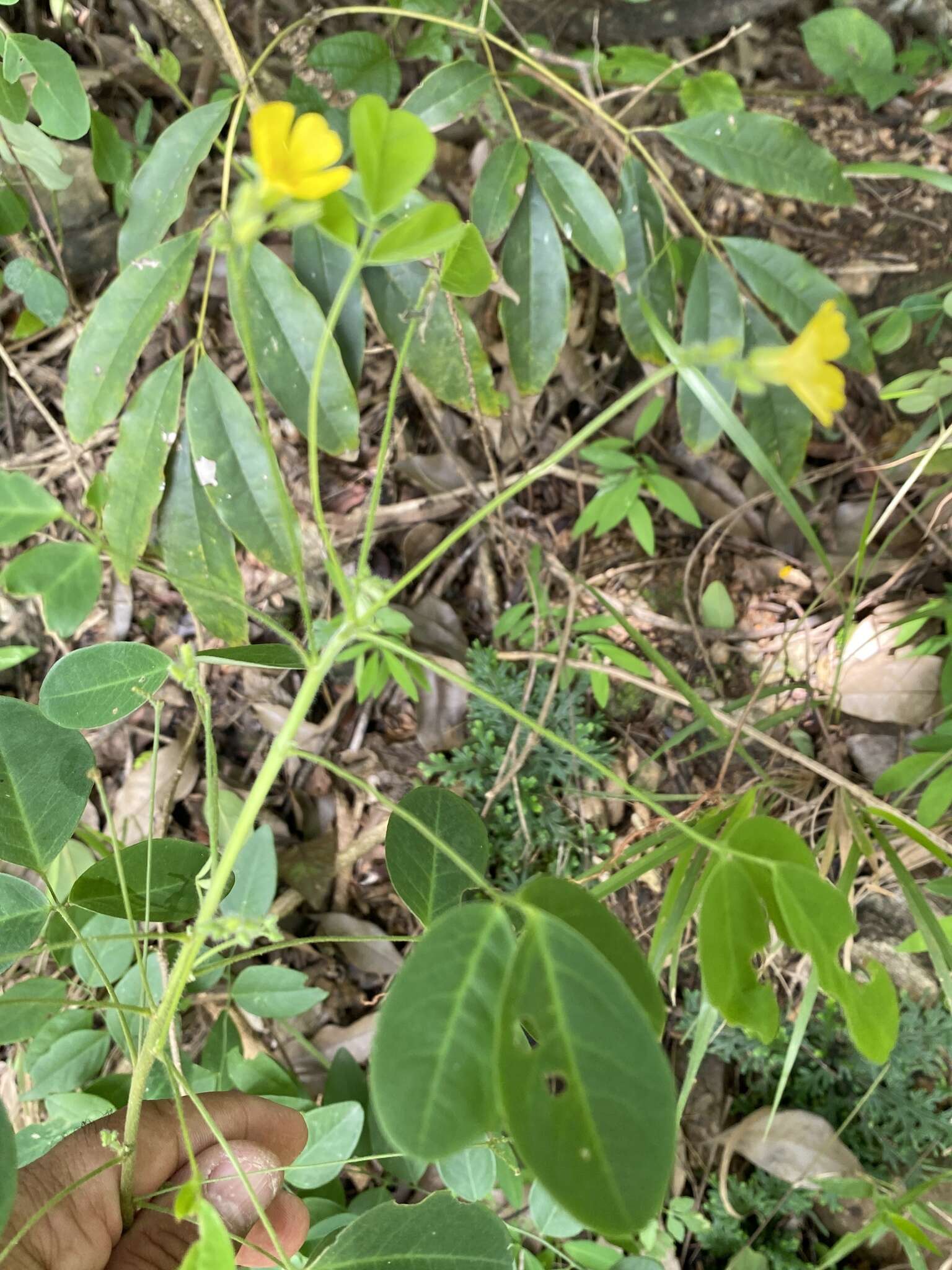 Imagem de Oxalis alstonii A. Lourteig