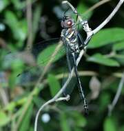 Image of Treetop Emerald