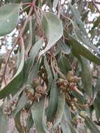 Imagem de Eucalyptus cornuta Labill.