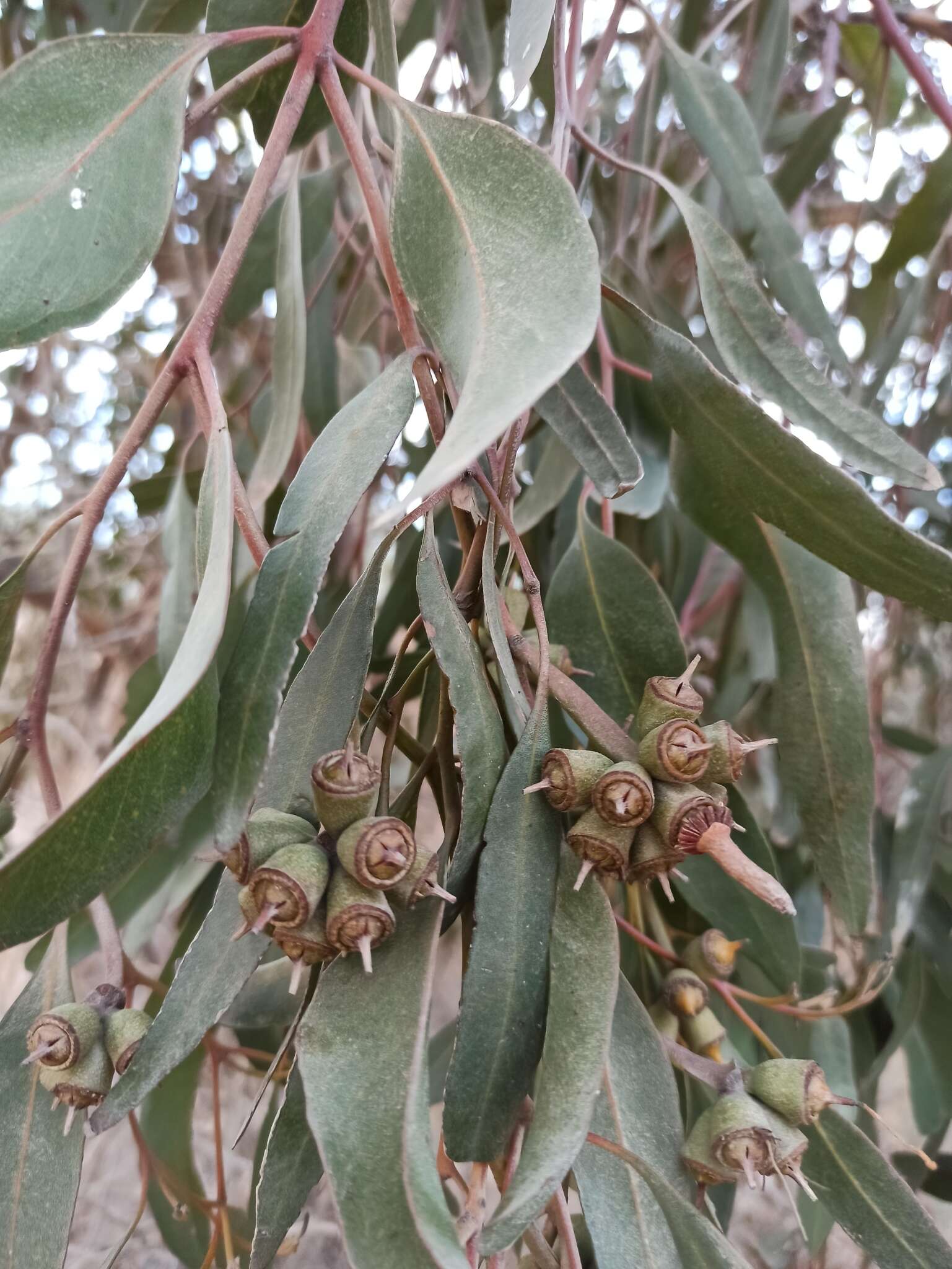 Imagem de Eucalyptus cornuta Labill.