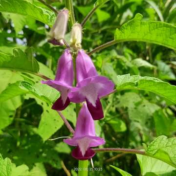 Sivun Sesamum indicum subsp. malabaricum (Burm.) Bedigian kuva