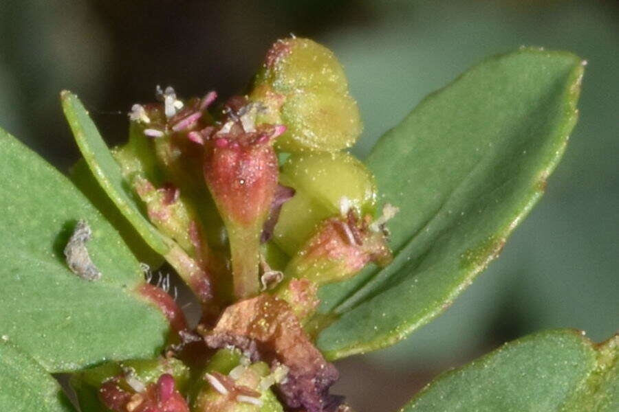 Image of Euphorbia leucantha (Klotzsch & Garcke) Boiss.