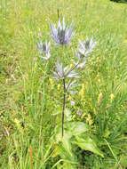 Imagem de Eryngium alpinum L.