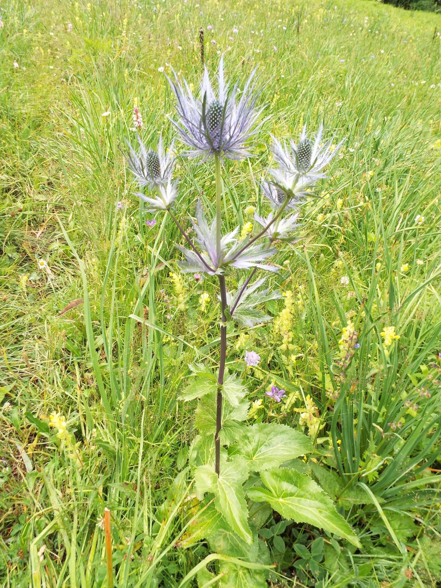 Imagem de Eryngium alpinum L.