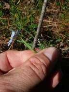 Sisyrinchium nashii E. P. Bicknell的圖片