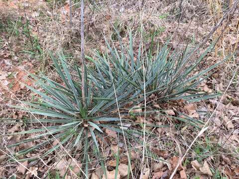 Image of Arkansas yucca