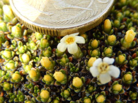 Imagem de Myosotis uniflora Hook. fil.