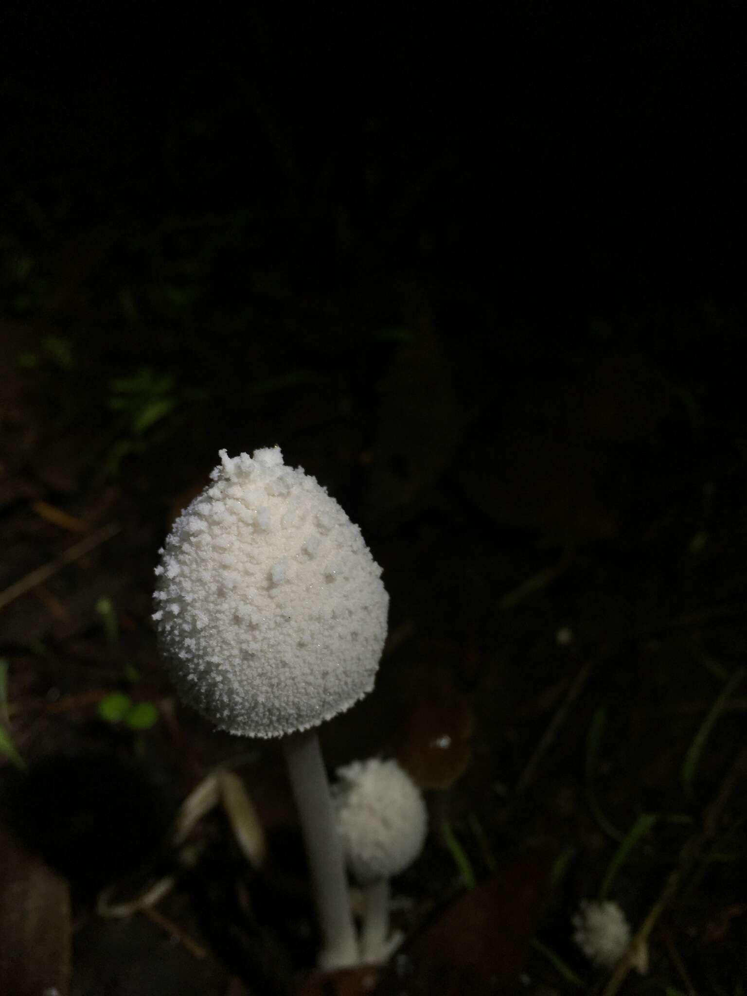 Image de Coprin blanc de neige