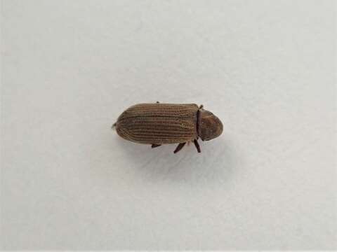 Image of furniture beetle