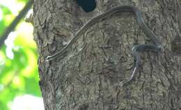 Image of Banded Flying Snake