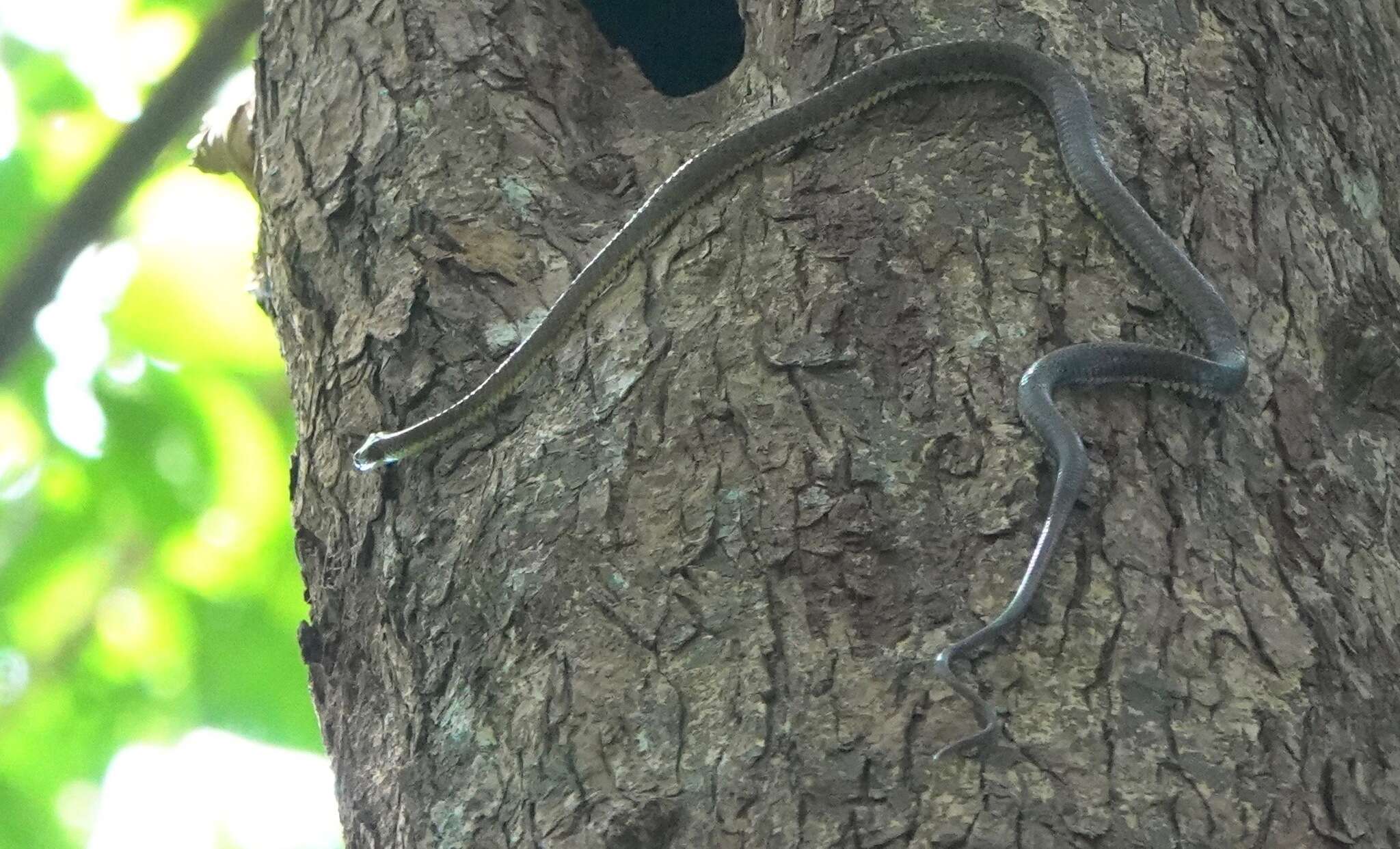 Image of Banded Flying Snake