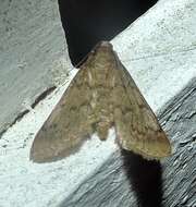 Image of Grass webworm